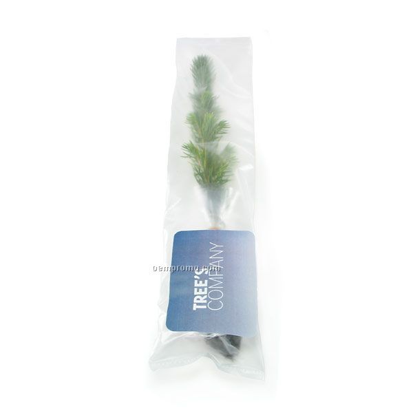 Blue Spruce Evergreen Tree Seedling In A Poly Bag With Custom 4 Color Label