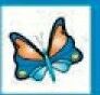 Stock Temporary Tattoo - Blue/ Orange Open Wing Butterfly (1.5