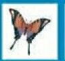 Stock Temporary Tattoo - Monarch Butterfly (1.5"X1.5")