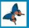 Stock Temporary Tattoo - Blue/ Orange Butterfly (1.5"X1.5")