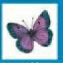 Stock Temporary Tattoo - Teal Green/ Purple Butterfly (1.5"X1.5")
