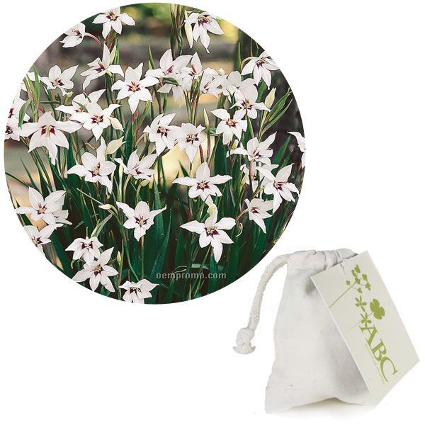Eight (8) Orchid Glad Bulbs In A Cotton Bag With 4-color Hang Tag