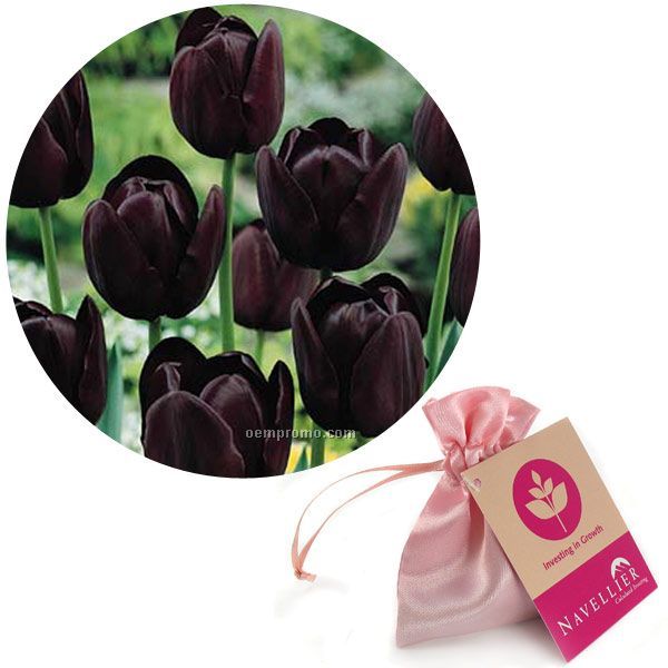 Single Tulip Bulb In A Satin Bag With Custom 4-color Hang Tag