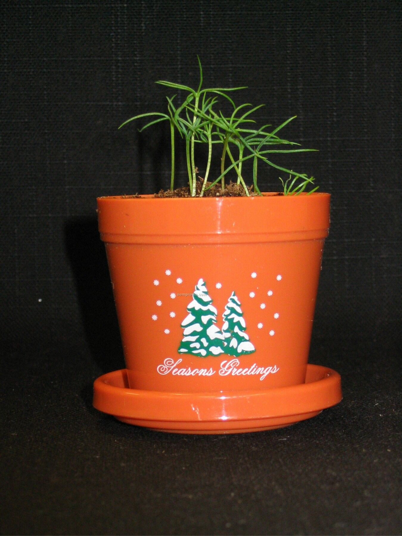 Colorado Spruce Mini Logo Planter Kit (2 Color Imprint)