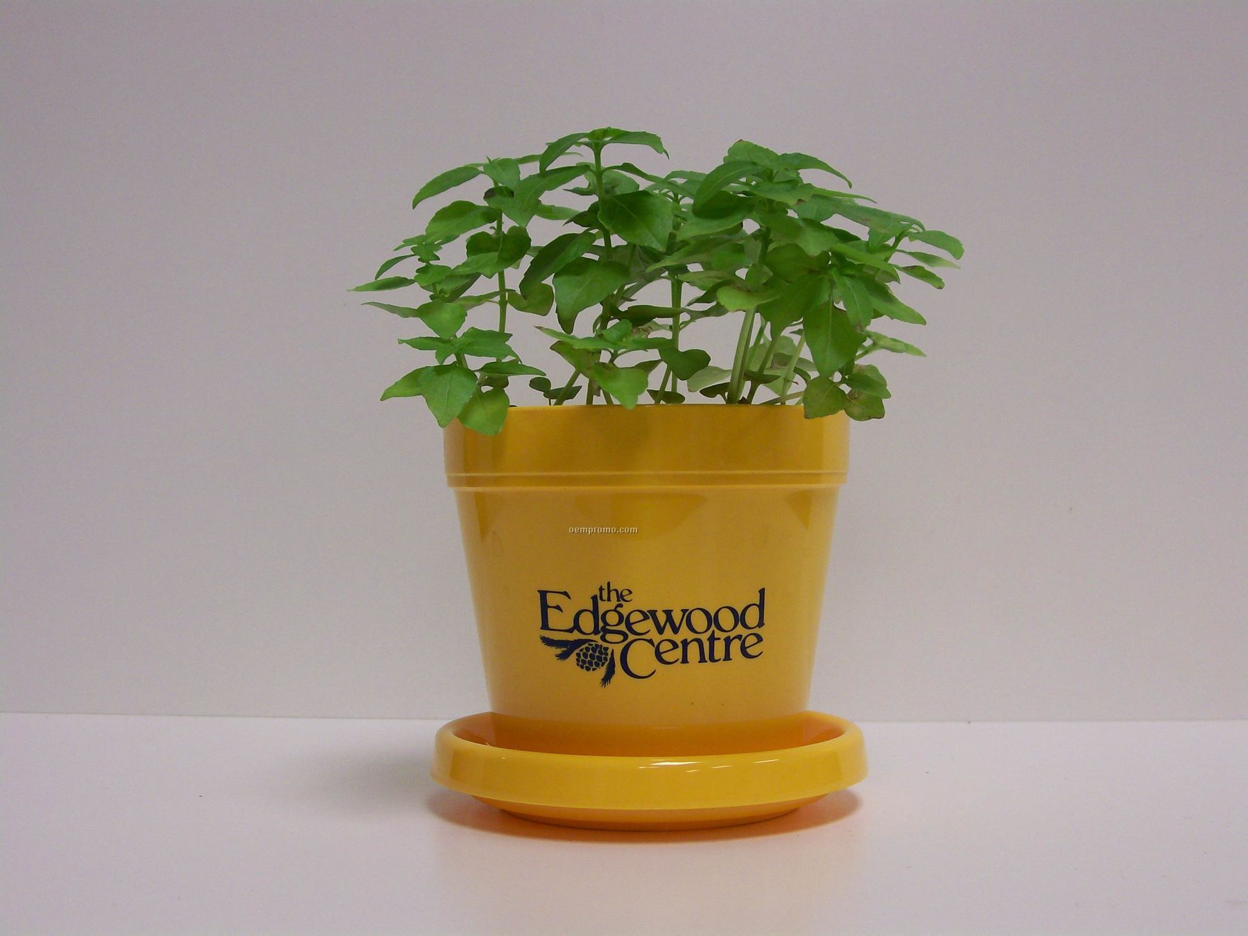 Basil (Dwarf Greek) Standard Logo Planter Herb Kit (1 Color)