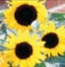 Sunflower Junior Standard Logo Planter Kit (No Imprint)