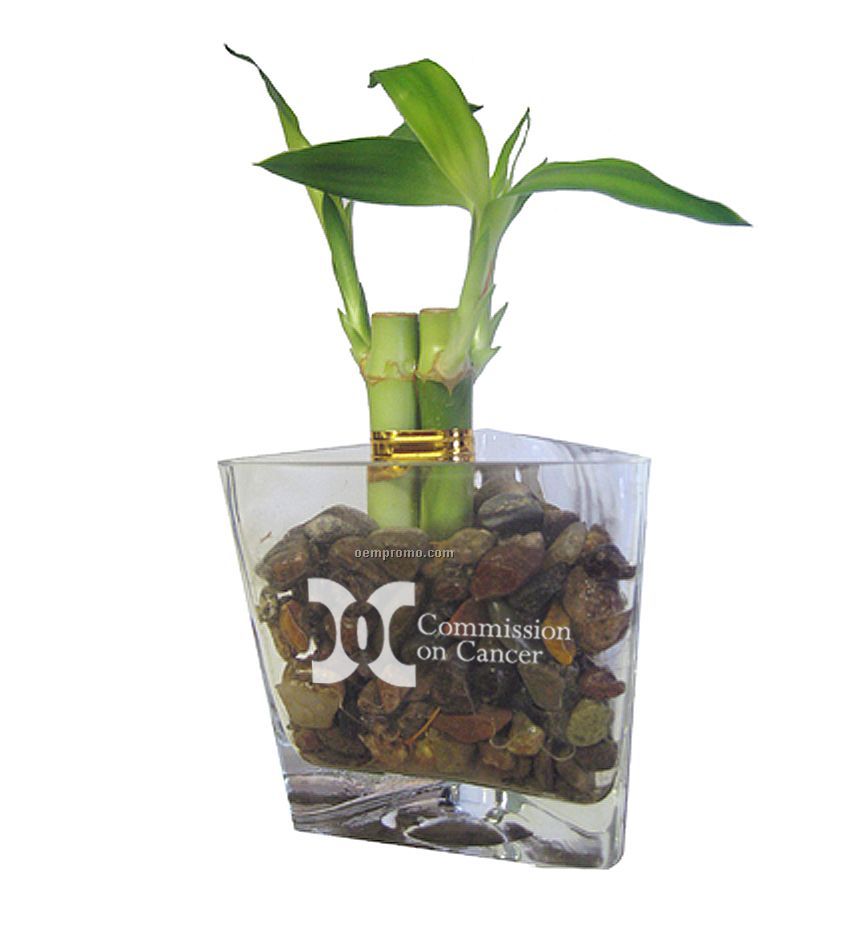 Lucky Bamboo In Triangular Glass Vase (4
