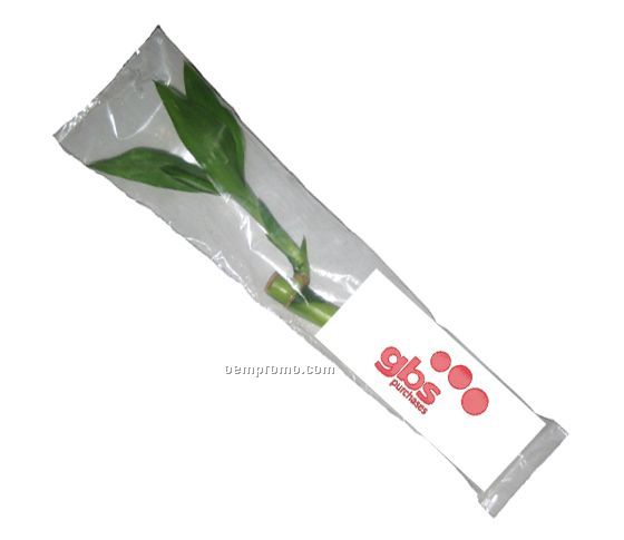 Lucky Bamboo Shoot In Clear Poly Bag (6