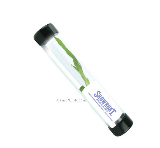 Lucky Bamboo Shoot In Clear Tube (6