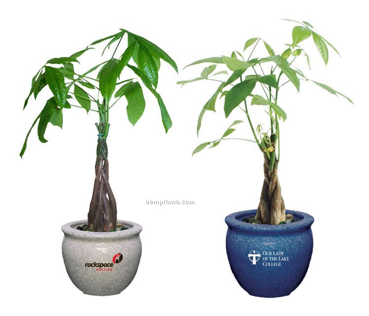 Money Tree / Pachira Plant In Ceramic Pot & Marbles