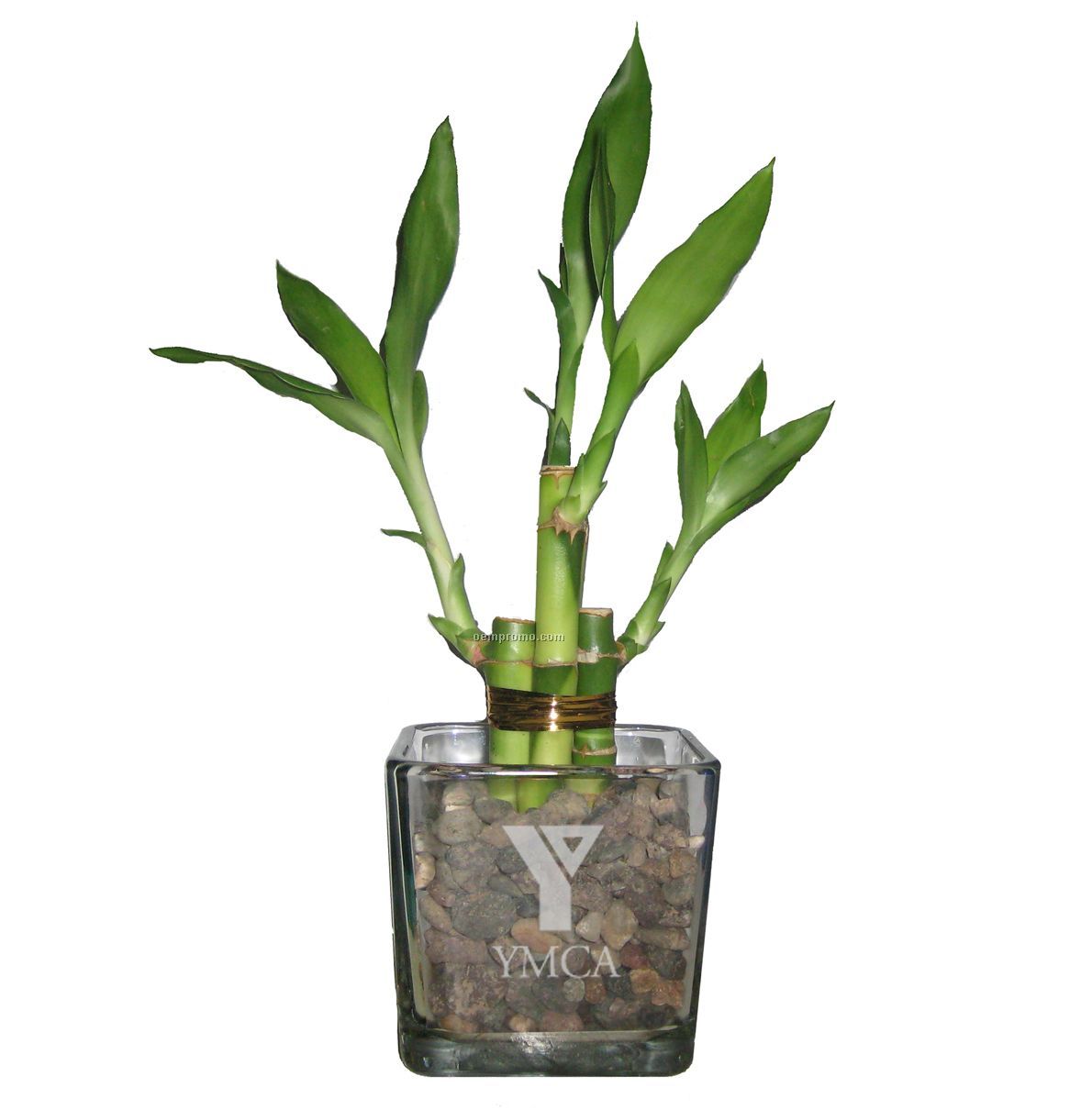 Lucky Bamboo Plant In 4" & 6" In Glass