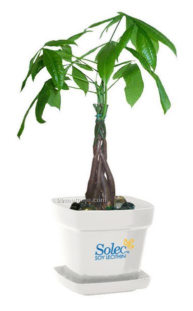 Money Tree / Pachira Plant In Square Plastic Pot & Marbles