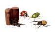 4-d Beetles Puzzle W/ 4 Assorted Insects