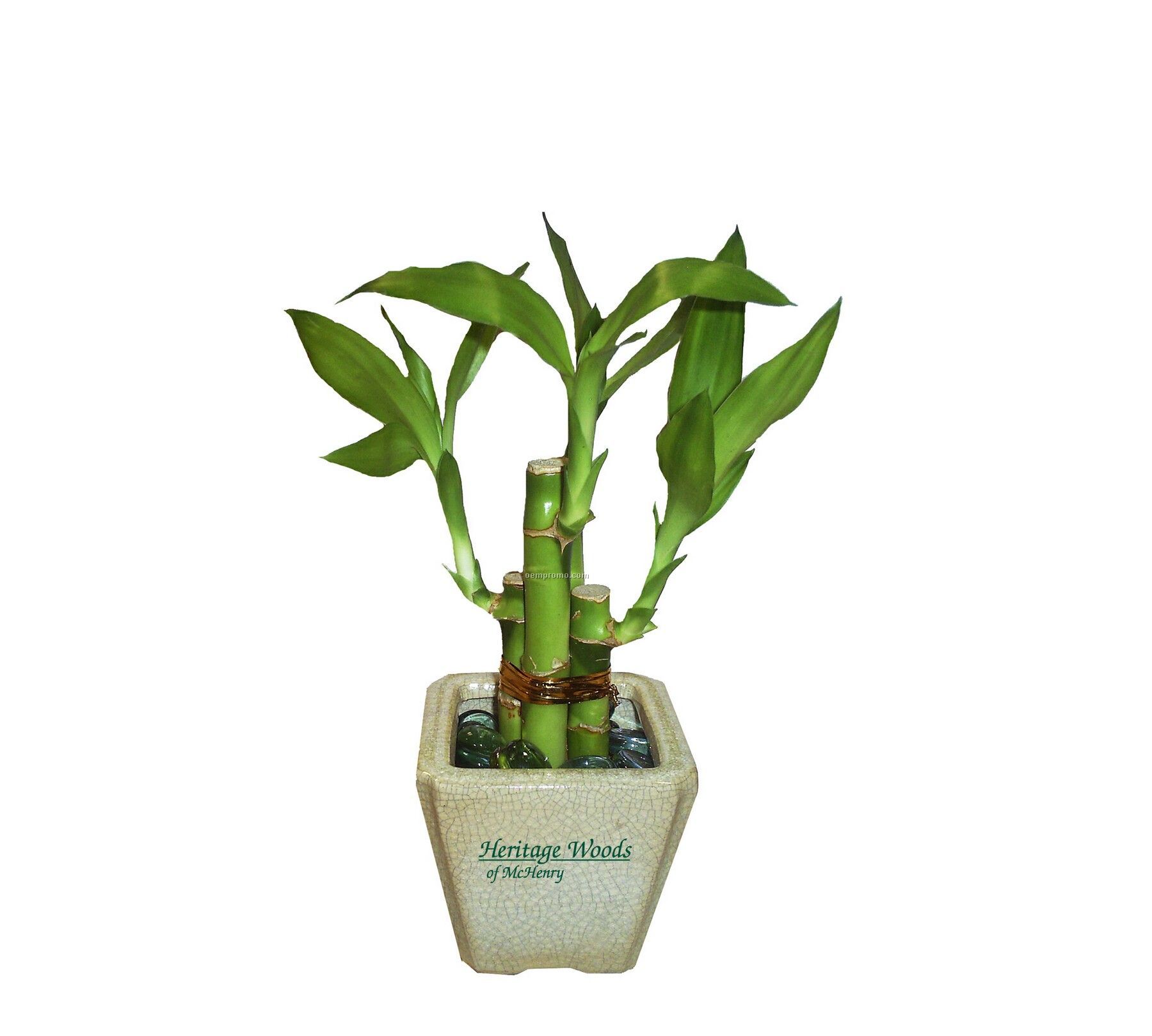4-shoot Lucky Bamboo Plant In Ceramic Pot & Marbles