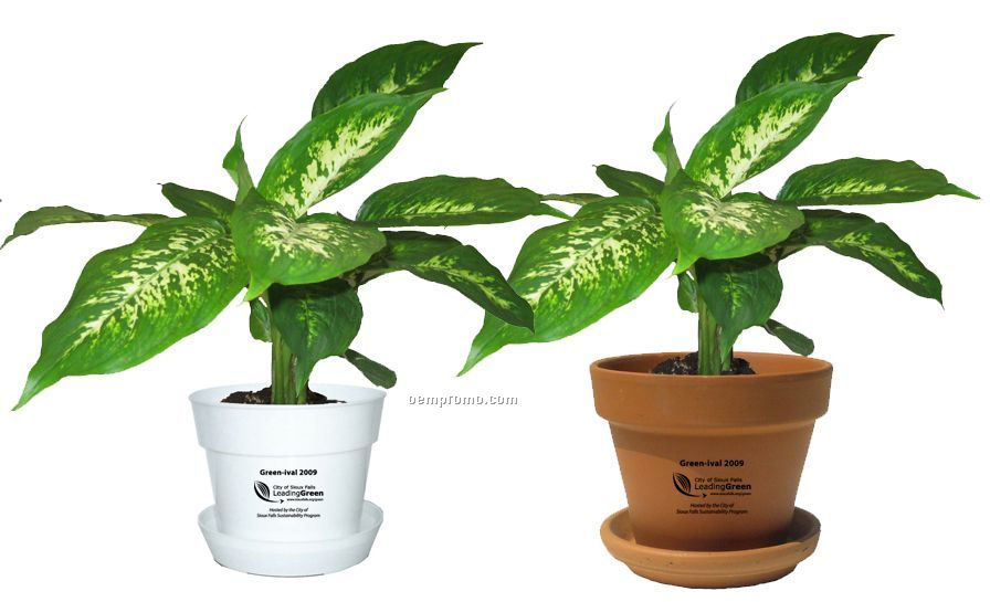 Tropical Plant / Dieffenbachia Compacta In Pot