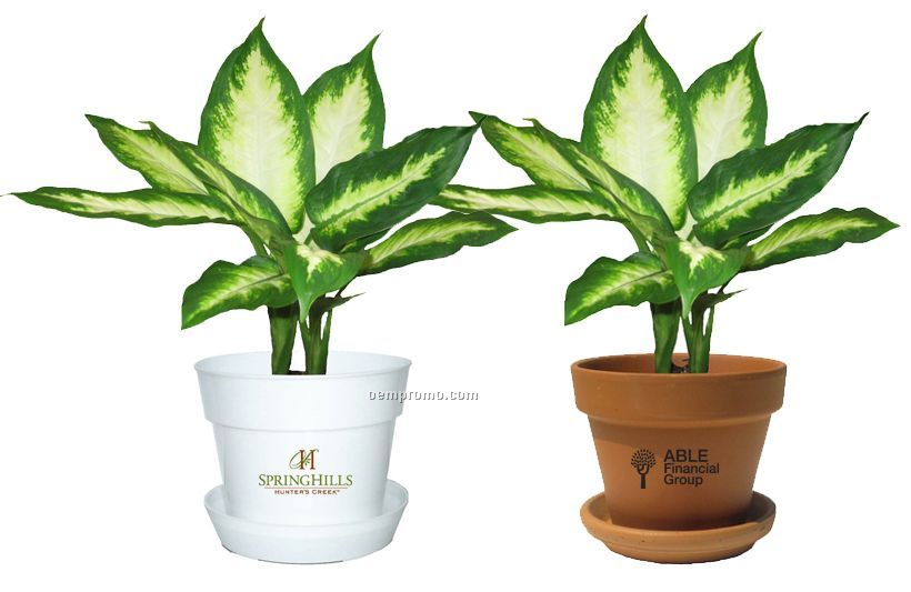 Tropical Plant / Dieffenbachia Camille In Pot