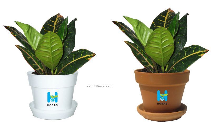 Tropical Plant / Croton In Pot