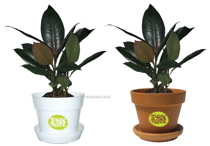 Tropical Plant / Ficus In Pot