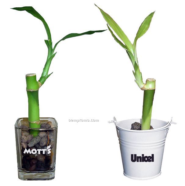 Lucky Bamboo Plant In Glass Or Bucket - Single Shoot