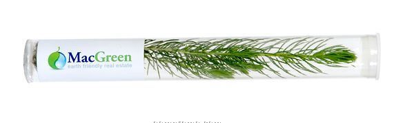 Live Conifer Evergreen Tree Seedling In Tube Package W/Natural Cap