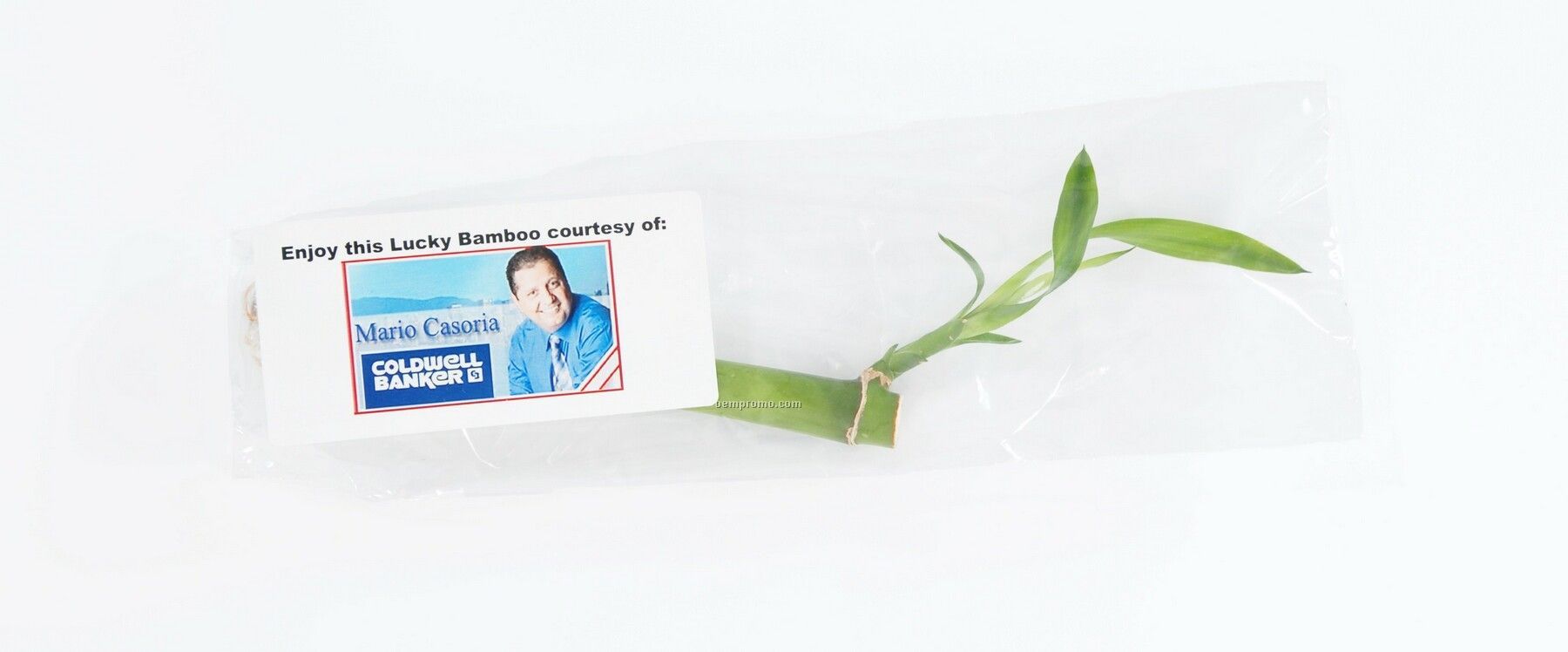 Lucky Bamboo Stem In A Clear Poly Bag