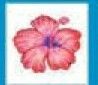 Stock Temporary Tattoo - Fuchsia Hibiscus Flower (1.5"X1.5)