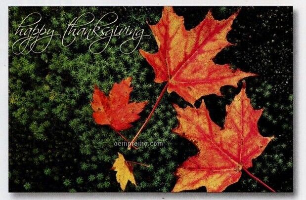 Thanksgiving Color Special Occasion Cards (Unimprinted)