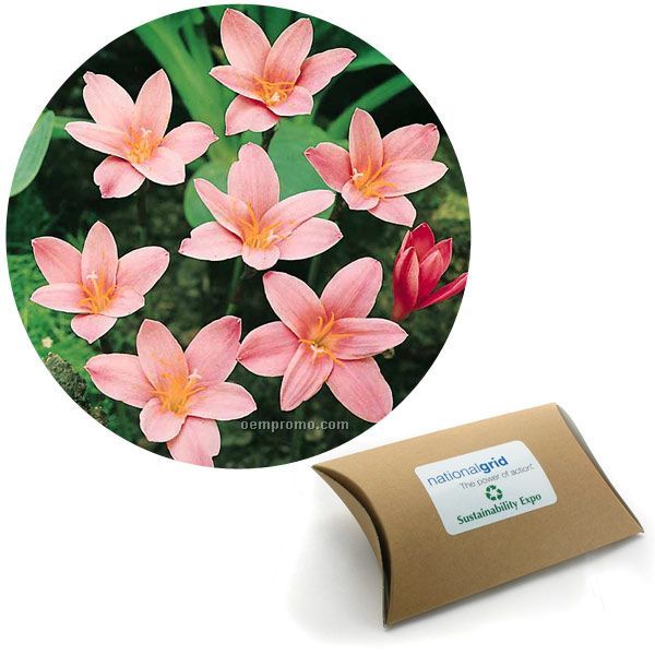 Five (5) Fairy Lily Bulbs In A Kraft Pillow Box W/4-color Label