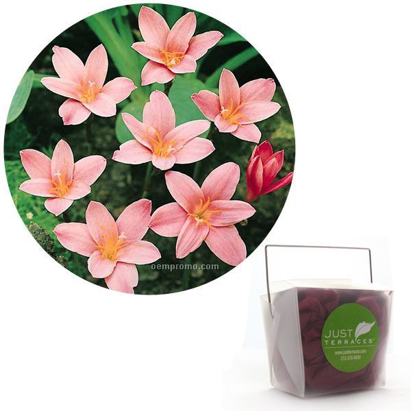 Five (5) Fairy Lily Bulbs In Take-out Box With Tissue & 4-color Label