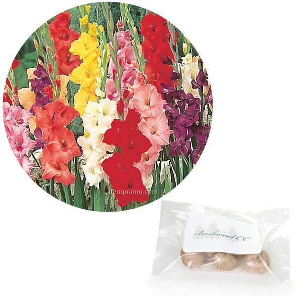 Single Jumbo Gladiolus Bulb In Poly Bag With 4-color Label