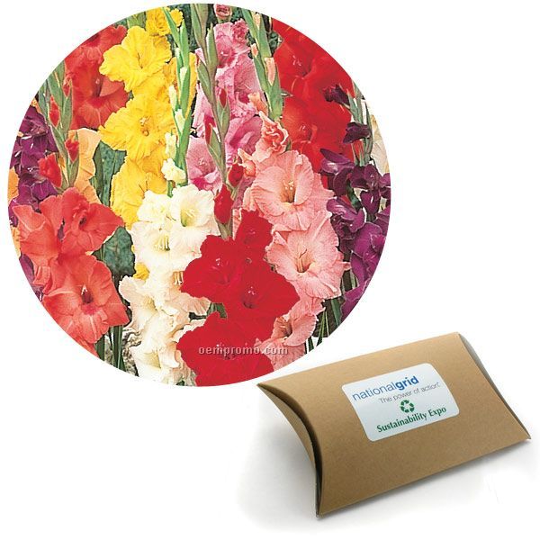 Five (5) Gladiolus Bulbs In Pillow Box With 4 Color Label