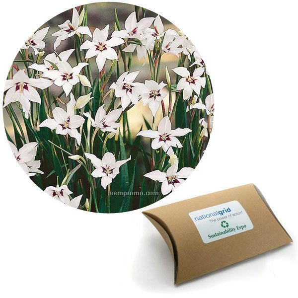 Eight (8) Orchid Glad Bulbs In A Kraft Pillow Box With 4-color Label