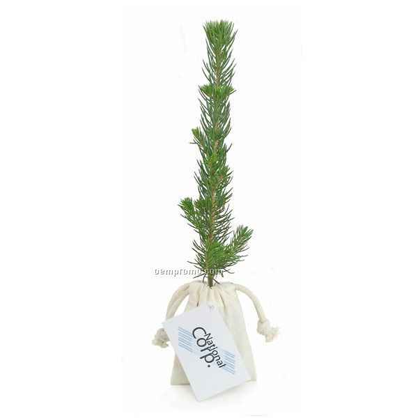 Blue Spruce Evergreen Tree Plug In Natural Cotton Bag W/4 Color Hang Tag