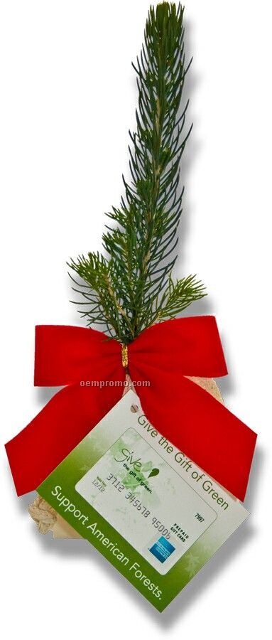 Evergreen Tree Seedling In A Natural Cotton Bag With Red Bow 4 Color Tag