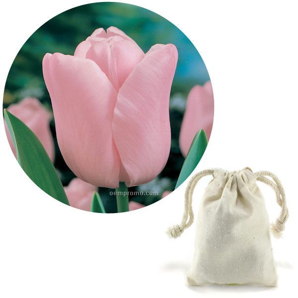 Single Tulip Bulb In A Natural Cotton Bag With Custom 4-color Hang Tag