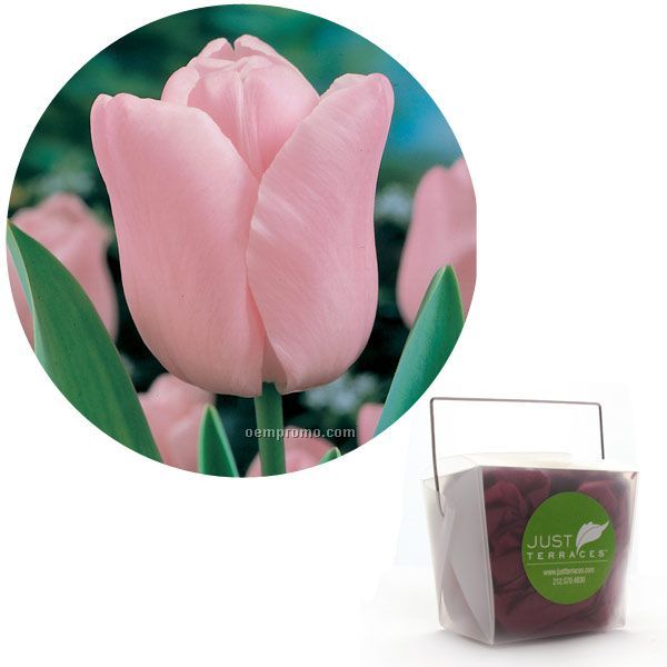 1 Pink Tulip Bulb In A Take-out Box With Tissue And Custom 4-color Label