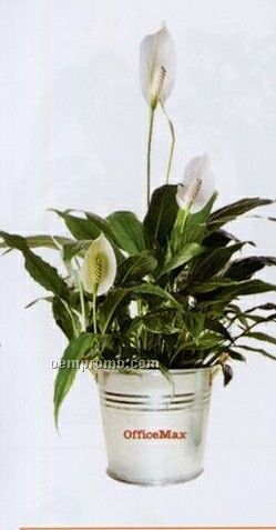Spathiphyllum Plant