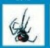Holidays Stock Temporary Tattoo - Black Widow Spider (1.5"X1.5")