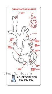 Medical Illustrator (Heart)