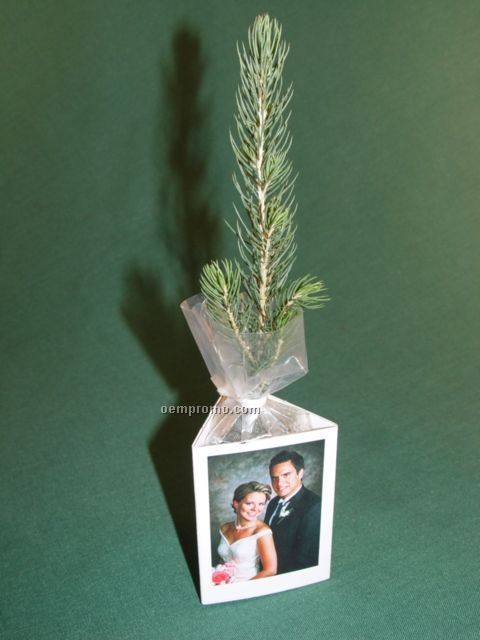 Wedding Favor Black Hills Spruce Seedling W/ 3 Sided Container