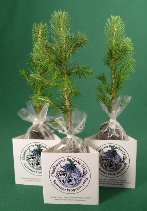 2 Colorado Blue Spruce Seedlings W/ 3 Sided Container