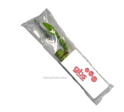 Lucky Bamboo Shoot In Clear Poly Bag (4")