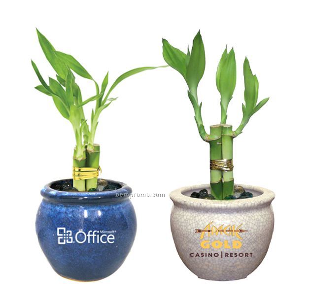 Lucky Bamboo Plant In 6" Ceramic Pot - 3 Shoots