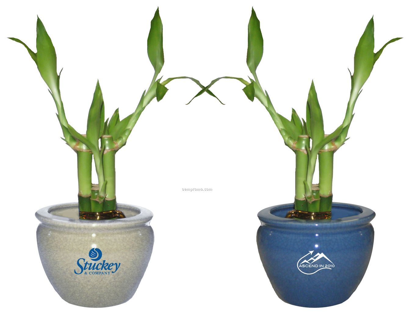 Lucky Bamboo Plant In 4" & 6" Ceramic Pot - 4 Shoots