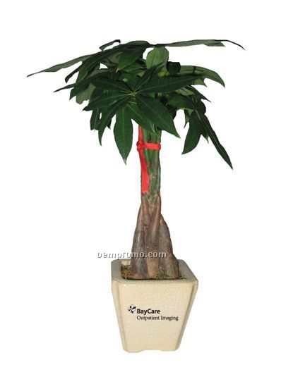 Money Tree / Pachira Plant In Ceramic Pot