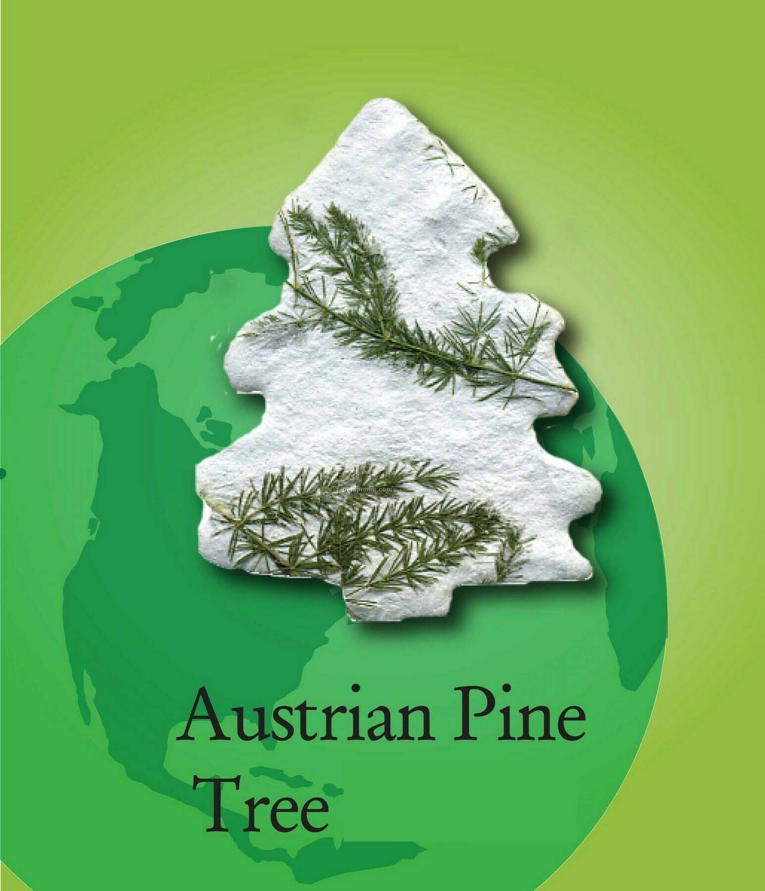Austrian Pine Tree Handmade Seed Plantable Mini