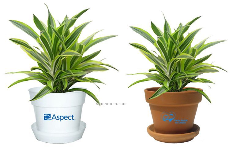 Tropical Plant / Dracaena In Pot