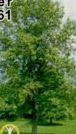 Live Seedling Broad Leaf Poplar Tree