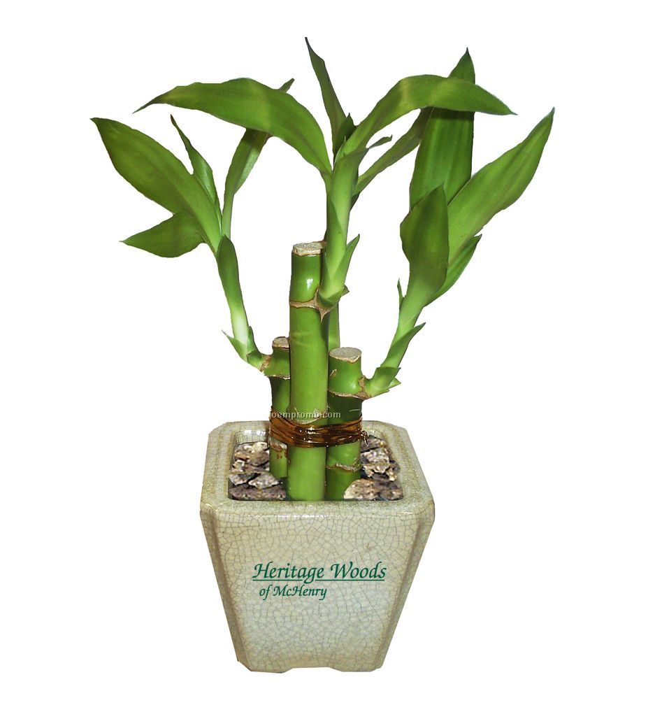 4-shoot Lucky Bamboo Plant In Ceramic Pot