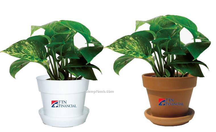 Tropical Plant / Pothos In Pot